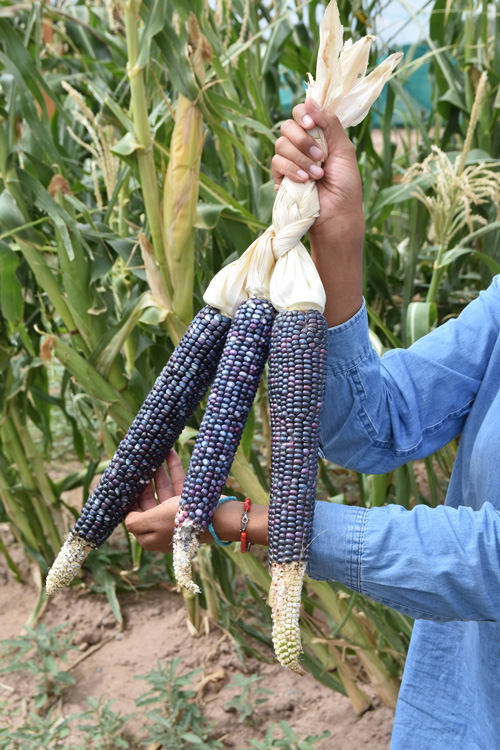 Seasons of Growth Blue Corn